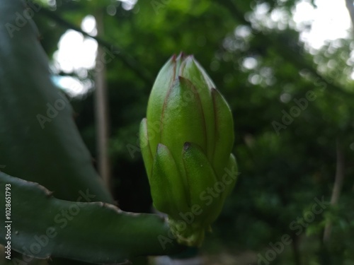 Dragonfruit Flower