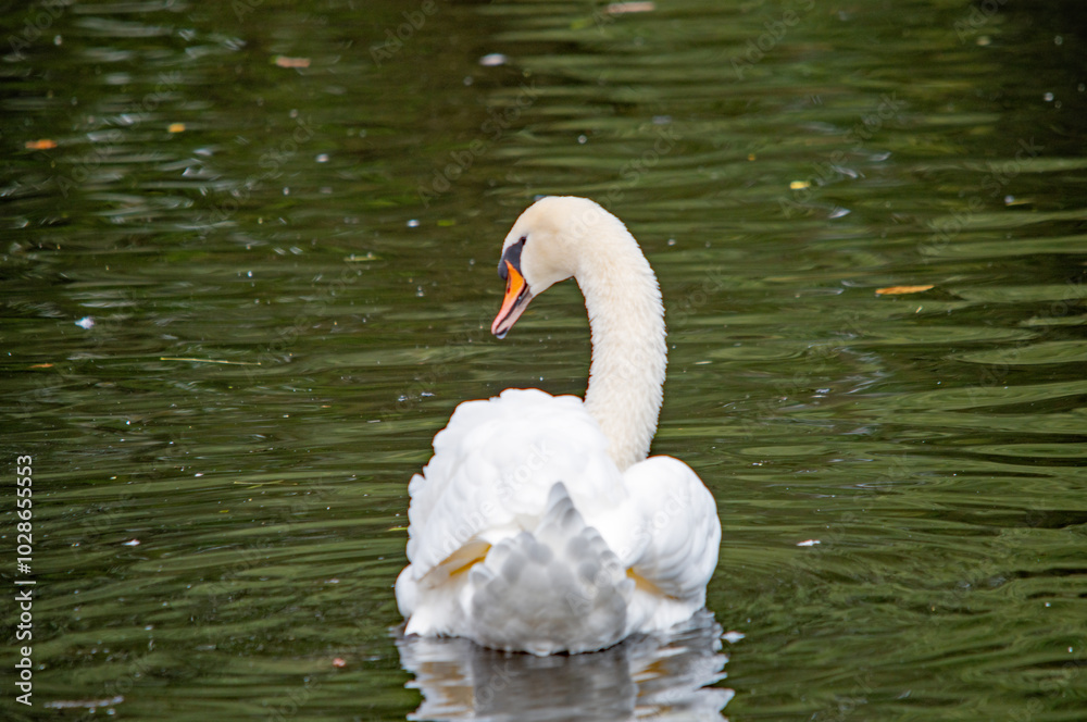 Fototapeta premium Schwan blickt zur Seite auf dem Wasser