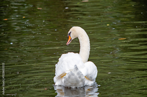 Fototapeta Naklejka Na Ścianę i Meble -  Ein weißer Schwan auf dem Wasser