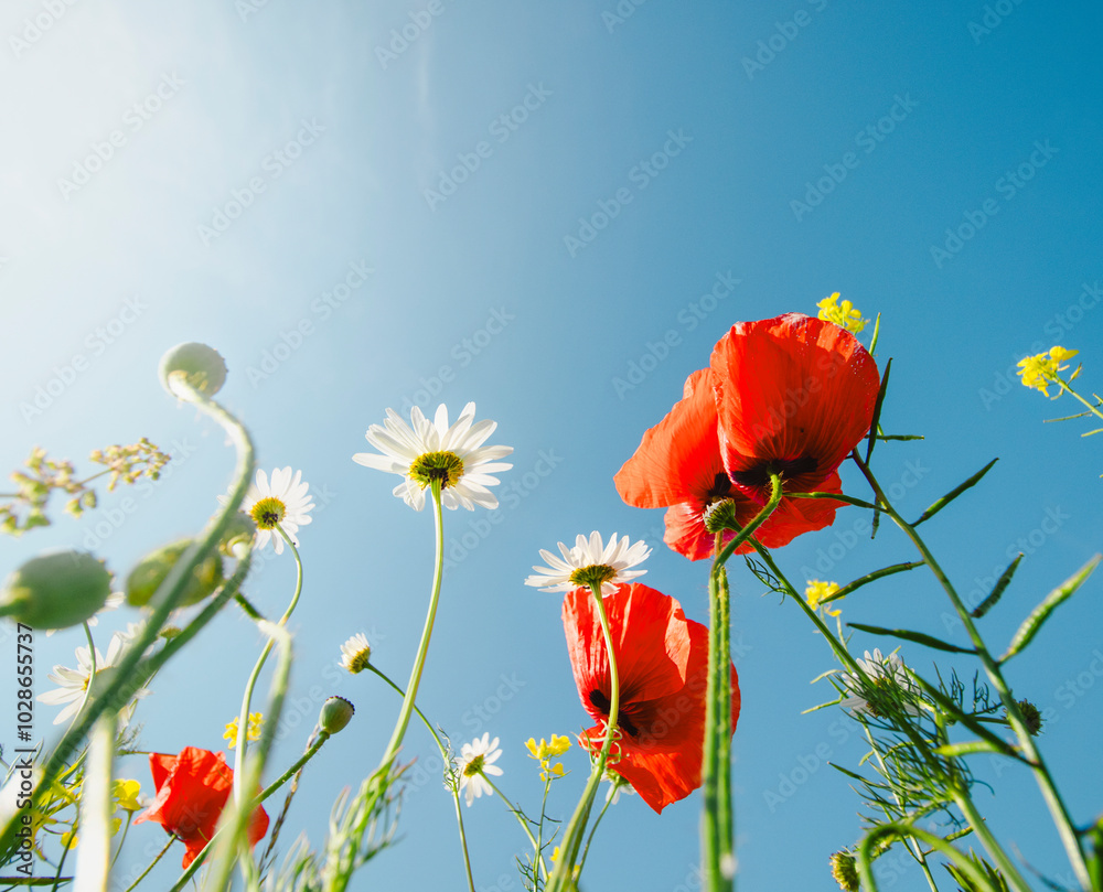 Naklejka premium poppy flowers in the field