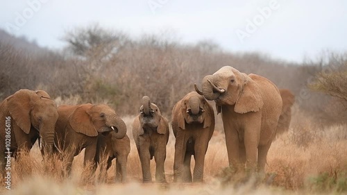 Herd of African elephants in the wild