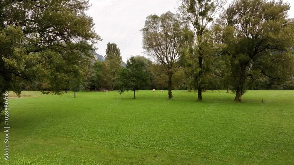 A scenic view of serene nature, framed by lush trees, gradually revealing the tranquil waters of Lake Walensee in Weesen, Switzerland. Peaceful environment blends greenery with the lake's calm surface A scenic view of serene nature, framed by lush trees, gradually revealing the tranquil waters of Lake Walensee in Weesen, Switzerland. Peaceful environment blends greenery with the lake's calm surface