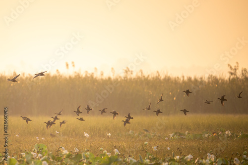 A flock of ducks fly in formation over a field of lotus flowers in the soft, golden light of dawn. The background is a hazy blur of foliage and the sky is a warm, inviting hue.