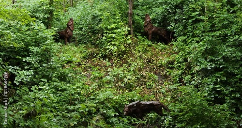 Potlatch Totem Park and Museum in Ketchikan, Alaska. Wood Carvings of wolves. photo