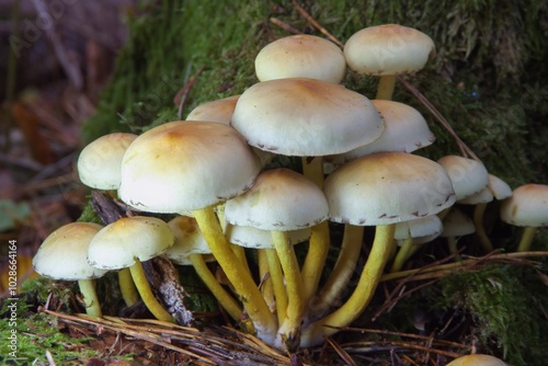 a group of hypholoma fasciculare green-leaved sulfur head mushrooms in front of a tree closeup macro forest autumn