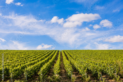 Obraz na płótnie Les vignobles de vin Chablis w salonie