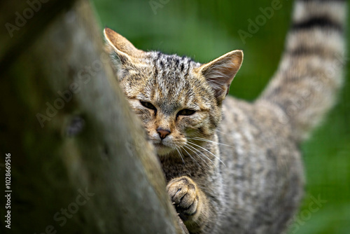 Photography The European Wild Cat