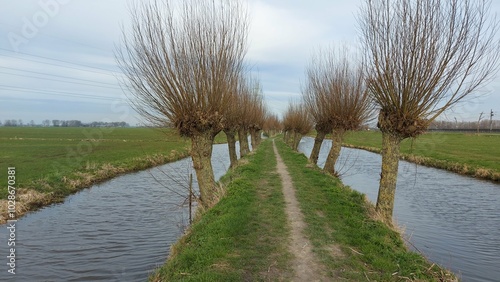 The walking path throught the small trees and water on dutch farm field. 