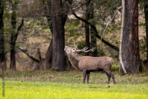 Canvastavla Red Deer during the rutting season