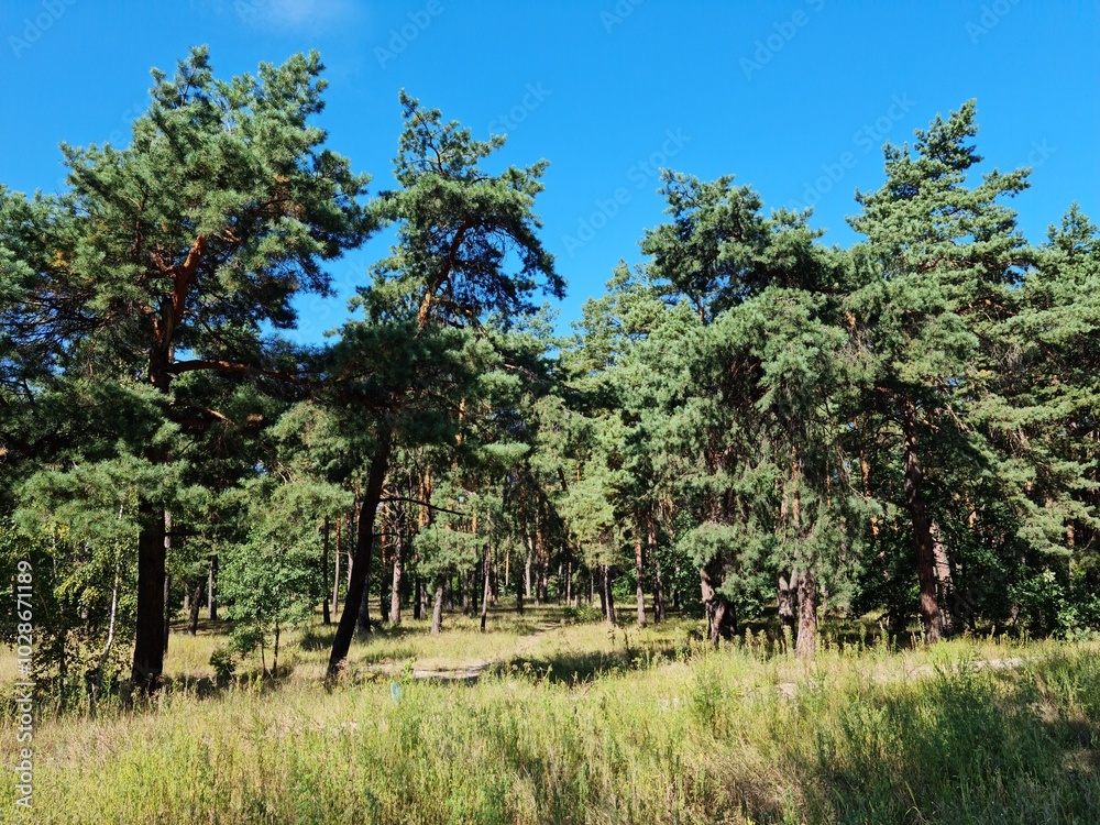 pine trees in region on a sunny day. pine tree in the forest. trees in the field. garden in the spring pine trees in region on a sunny day. pine tree in the forest. trees in the field. garden in the spring