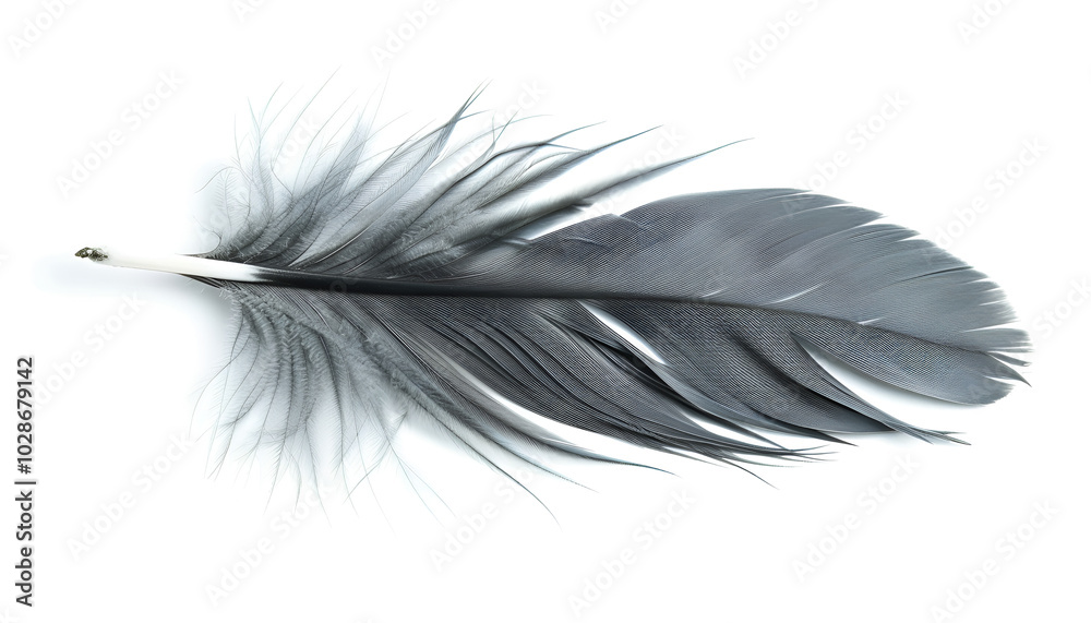 Beautiful grey bird feather isolated on white Beautiful grey bird feather isolated on white