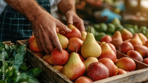 A pair of hands carefully arranges ripe, red and yellow pears in a rustic wooden crate at a market, highlighting the care and consideration in fruit selection. photo