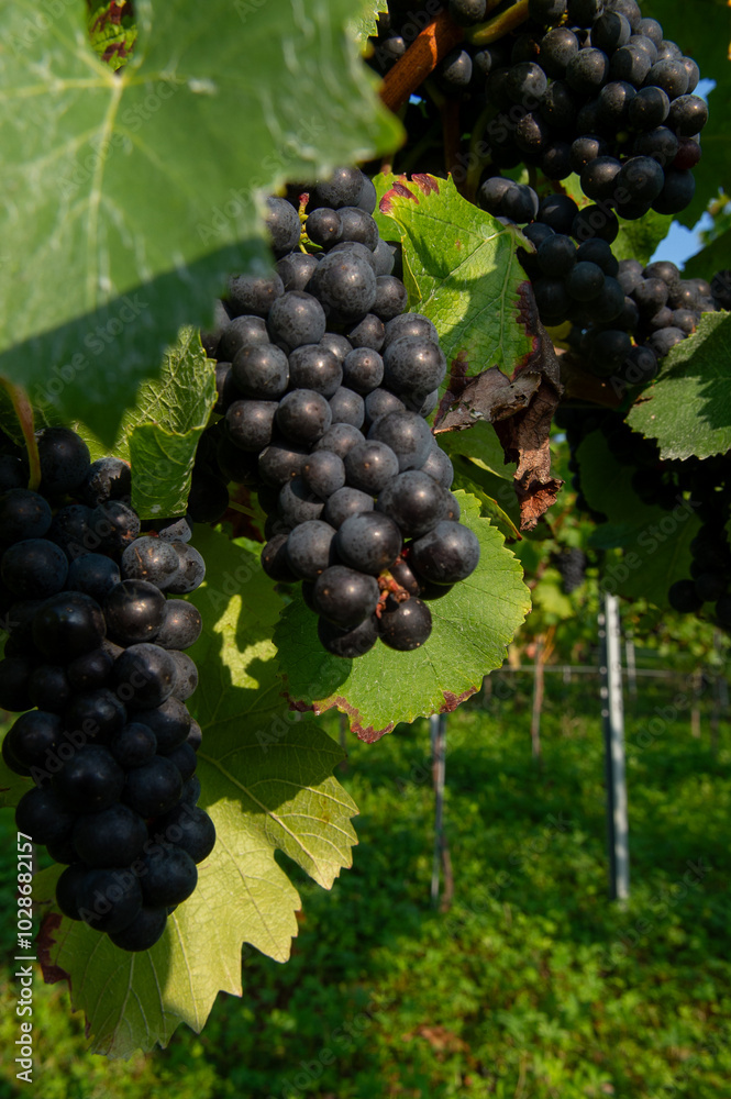 Vignobles de Moselle en France. Grosses grappes de raisin en septembre avant les vendanges. Cépages Muller-Thurgau, Auxerrois, Pinot noir , Pinot gris. Vignobles de Moselle en France. Grosses grappes de raisin en septembre avant les vendanges. Cépages Muller-Thurgau, Auxerrois, Pinot noir , Pinot gris.