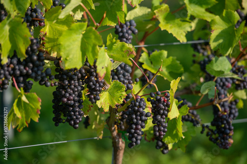 Vignobles de Moselle en France. Grosses grappes de raisin en septembre avant les vendanges. Cépages Muller-Thurgau, Auxerrois, Pinot noir , Pinot gris. 