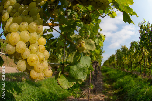 Vignobles de Moselle en France. Grosses grappes de raisin en septembre avant les vendanges. Cépages Muller-Thurgau, Auxerrois, Pinot noir , Pinot gris. 