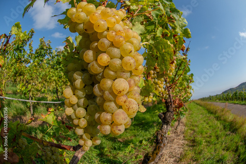 Vignobles de Moselle en France. Grosses grappes de raisin en septembre avant les vendanges. Cépages Muller-Thurgau, Auxerrois, Pinot noir , Pinot gris. 