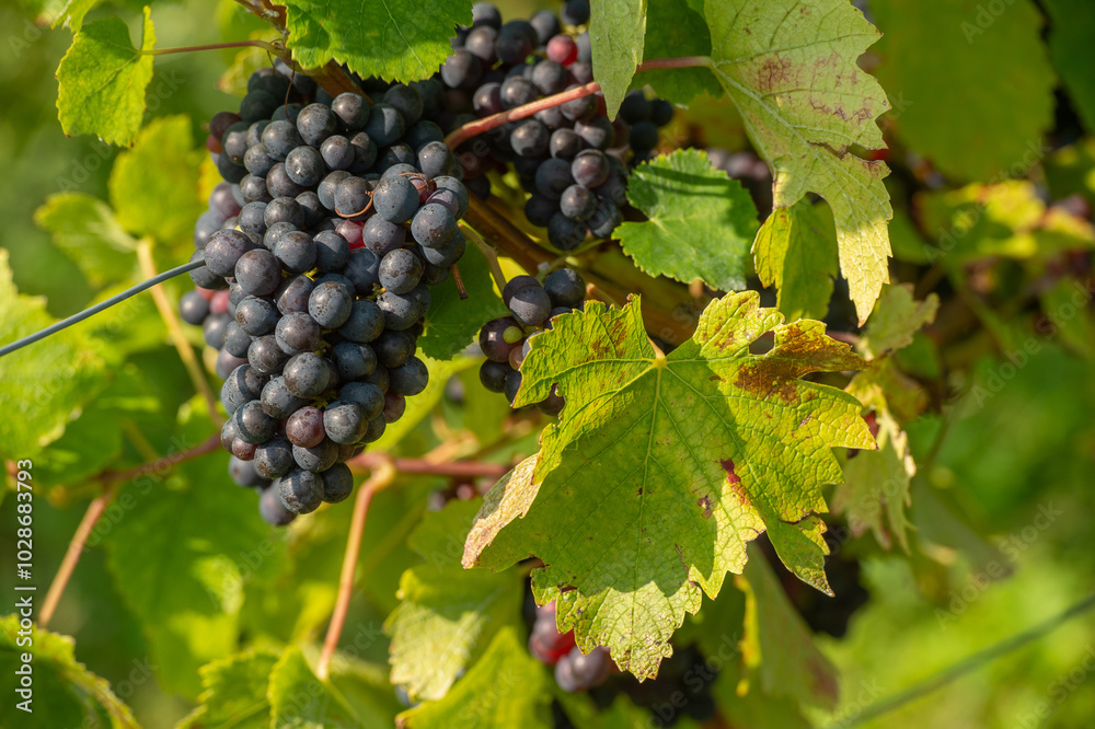 Vignobles de Moselle en France. Grosses grappes de raisin en septembre avant les vendanges. Cépages Muller-Thurgau, Auxerrois, Pinot noir , Pinot gris. Vignobles de Moselle en France. Grosses grappes de raisin en septembre avant les vendanges. Cépages Muller-Thurgau, Auxerrois, Pinot noir , Pinot gris.