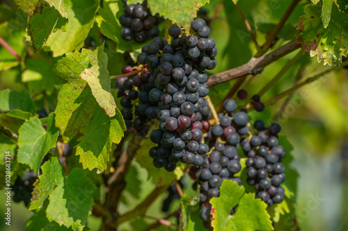 Wallpaper Mural Vignobles de Moselle en France. Grosses grappes de raisin en septembre avant les vendanges. Cépages Muller-Thurgau, Auxerrois, Pinot noir , Pinot gris.  Torontodigital.ca