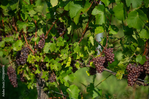 Vignobles de Moselle en France. Grosses grappes de raisin en septembre avant les vendanges. Cépages Muller-Thurgau, Auxerrois, Pinot noir , Pinot gris. 