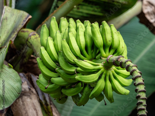 Banana tree (Musa acuminata), photographed in the spice garden Le Jardin du Roi on Mahé, Seychelles. photo