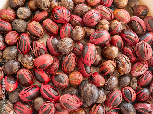 Schilderij op canvas Nutmegs, freshly harvested from the nutmeg tree (Myristica fragrans) in the spice garden Le Jardin du Roi on Mahé, Seychelles