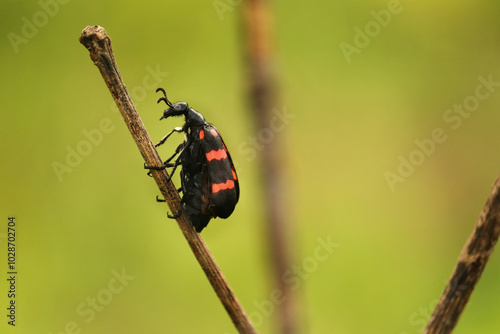 bright black and red Poisonous Blister Beetle, Mylabris pustulata (the blister beetles) it is a beetle of the family Meloidae, so called for their defensive secretion of a blistering agent cantharidin photo