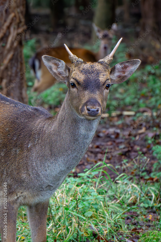 fallow deer dama dama standing in the forest on a green glade. male and female mammals. a species of mammal from the deer family. side portrait of a wild animal fallow deer dama dama standing in the forest on a green glade. male and female mammals. a species of mammal from the deer family. side portrait of a wild animal