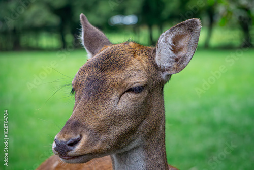 Fototapeta Naklejka Na Ścianę i Meble -  fallow deer lady lady of black color standing in the forest on a green glade. male and female mammals. a species of mammal from the deer family. portrait of a wild animal