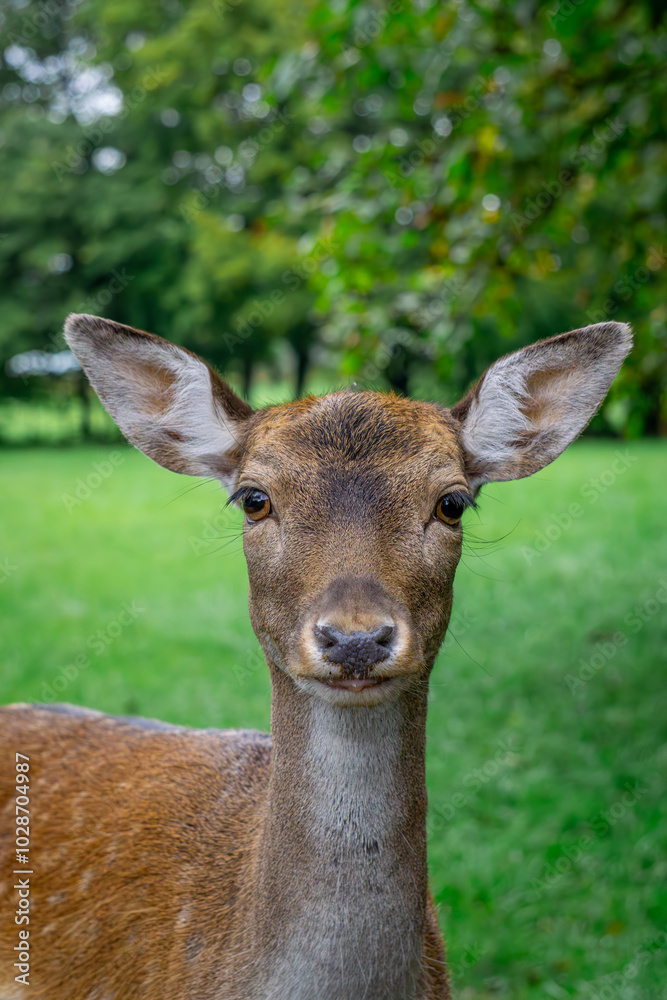 fallow deer lady lady of black color standing in the forest on a green glade. male and female mammals. a species of mammal from the deer family. portrait of a wild animal fallow deer lady lady of black color standing in the forest on a green glade. male and female mammals. a species of mammal from the deer family. portrait of a wild animal