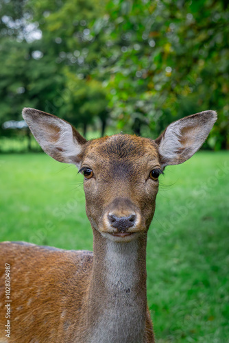 Fototapeta Naklejka Na Ścianę i Meble -  fallow deer lady lady of black color standing in the forest on a green glade. male and female mammals. a species of mammal from the deer family. portrait of a wild animal