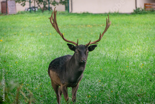 Fototapeta Naklejka Na Ścianę i Meble -  fallow deer lady lady of black color standing in the forest on a green glade. male and female mammals. a species of mammal from the deer family. portrait of a wild animal with horns.
