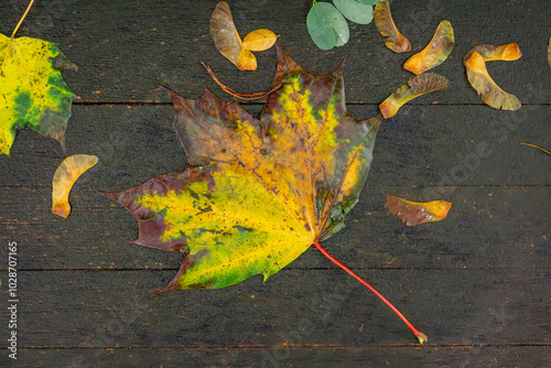 yellow-orange leaf lying on brown boards. autumn in the city park. autumn decorations