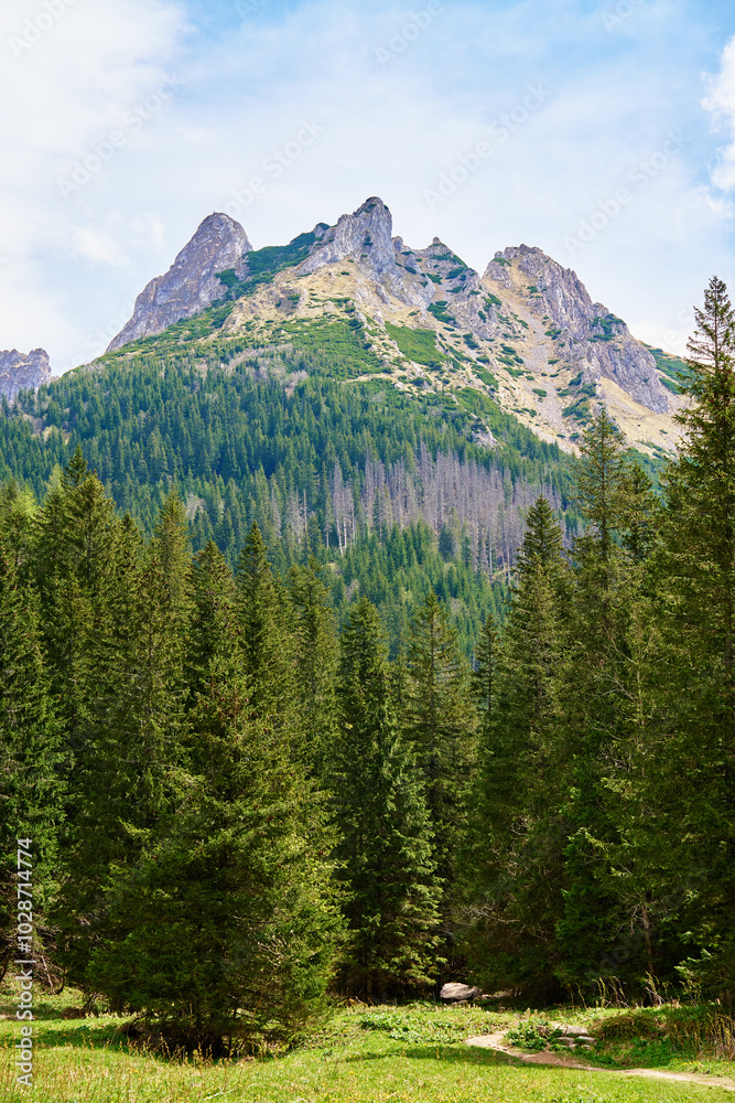 Obraz premium Mountain landscape with green meadow, surrounded by pine forests and snow-capped peaks under clear sky. Tatra mountains in Zakopane, Poland. Giewont summit