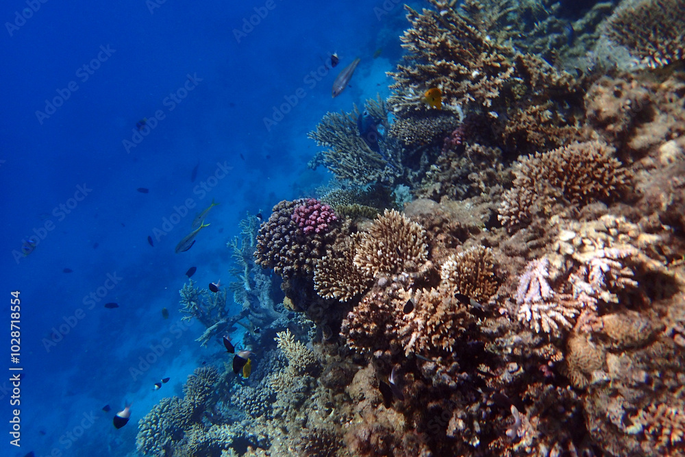 Fototapeta premium marine life in the Red Sea Egypt, hurghada