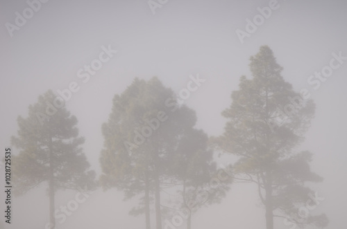 Canary Island pines Pinus canariensis in the fog. Gran Canaria. Canary Islands. Spain.