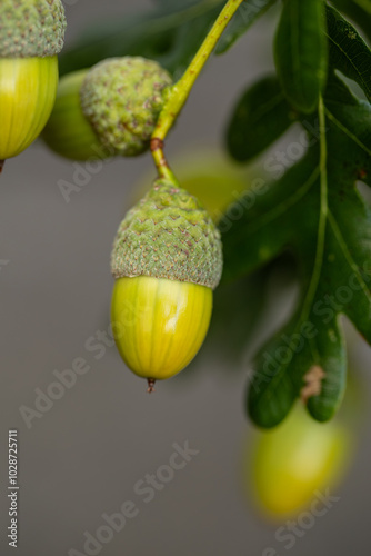 Herbstliche Eichenzweige und Hopfenranken, Nahaufnahme, close-up