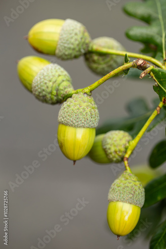 Herbstliche Eichenzweige und Hopfenranken, Nahaufnahme, close-up