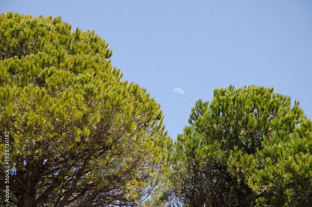 Monterey pines Pinus radiata and moon. Gran Canaria. Canary Islands. Spain. Monterey pines Pinus radiata and moon. Gran Canaria. Canary Islands. Spain.