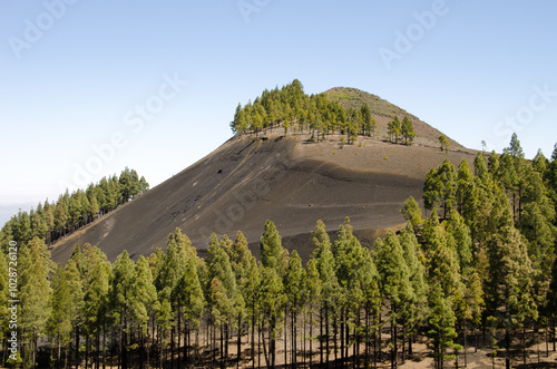 Montanon Negro and forest of Canary Island pine Pinus canariensis. Gran Canaria. Canary Islands. Spain.