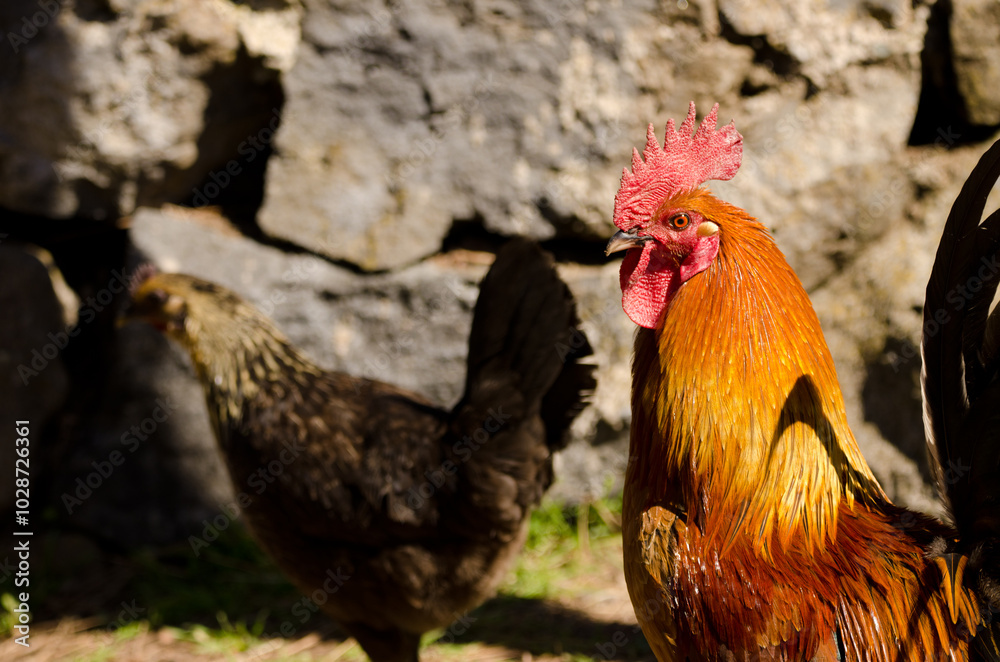 Fototapeta premium Male chicken Gallus domesticus and female in the background. Gran Canaria. Canary Islands. Spain.