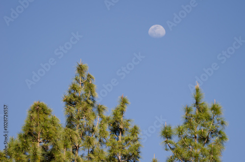 Canary Island pines Pinus canariensis and moon. Integral Natural Reserve of Inagua. Tejeda. Gran Canaria. Canary Islands. Spain. photo