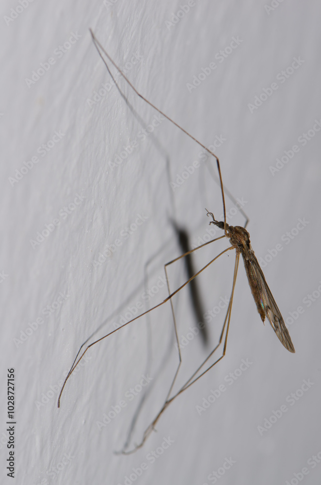 Crane fly Tipula sp. Gran Canaria. Canary Islands. Spain. Crane fly Tipula sp. Gran Canaria. Canary Islands. Spain.