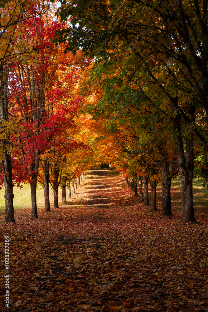Naklejka premium Beautiful autumn scenery of an alley within forests, colorful trees, leaves and foliage, fall vibes, high quality fall nature park picture for download.