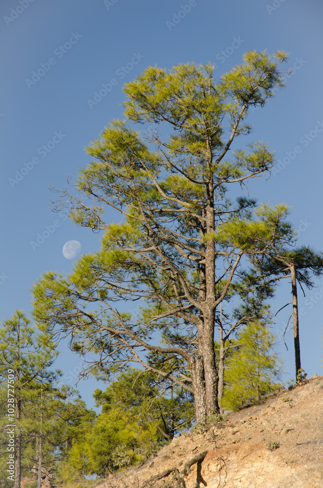 Obraz premium Canary Island pine Pinus canariensis and moon. Integral Natural Reserve of Inagua. Tejeda. Gran Canaria. Canary Islands. Spain.