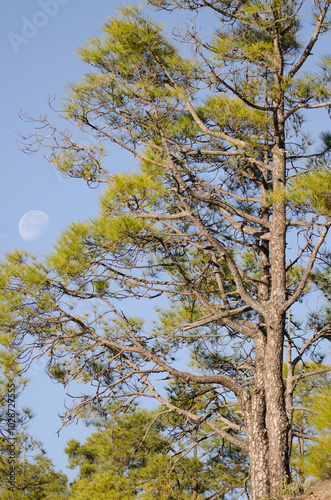 Canary Island pine Pinus canariensis and moon. Integral Natural Reserve of Inagua. Tejeda. Gran Canaria. Canary Islands. Spain. photo