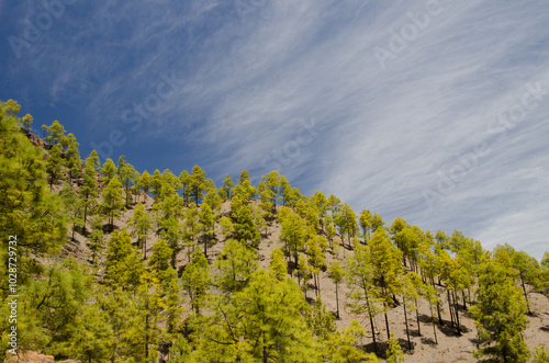 Forest of Canary Island pine Pinus canariensis. Integral Natural Reserve of Inagua. Gran Canaria. Canary Islands. Spain. photo