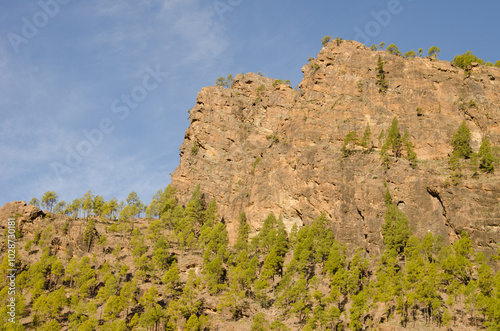 Rocky cliff and forest of Canary Island pine Pinus canariensis. The Nublo Rural Park. Tejeda. Gran Canaria. Canary Islands. Spain.