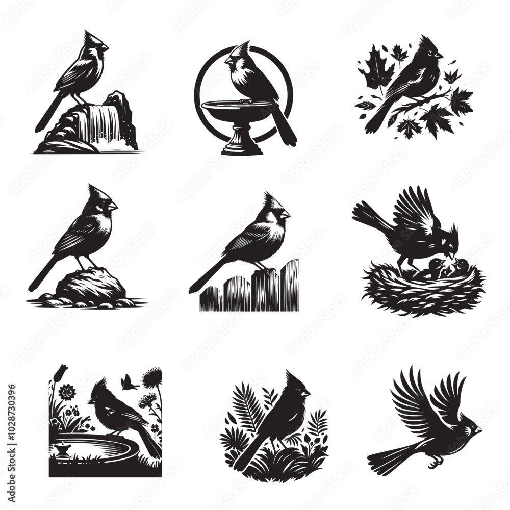 Fototapeta premium Set of Northern cardinal Vector illustration, Northern cardinal Bird Different Activities silhouettes 