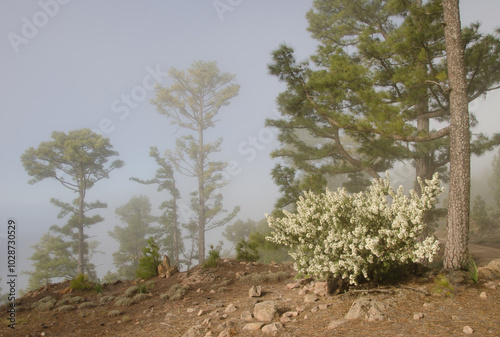 Forest of Canary Island pine Pinus canariensis and tree lucerne Chamaecytisus proliferus meridionalis in flower. Inagua. Gran Canaria. Canary Islands. Spain. photo