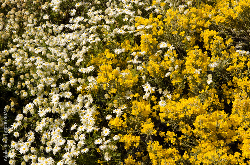 Plants in flower, marguerites Argyranthemum adauctum to the left and Teline microphylla to the right. Tejeda. Gran Canaria. Canary Islands. Spain. photo